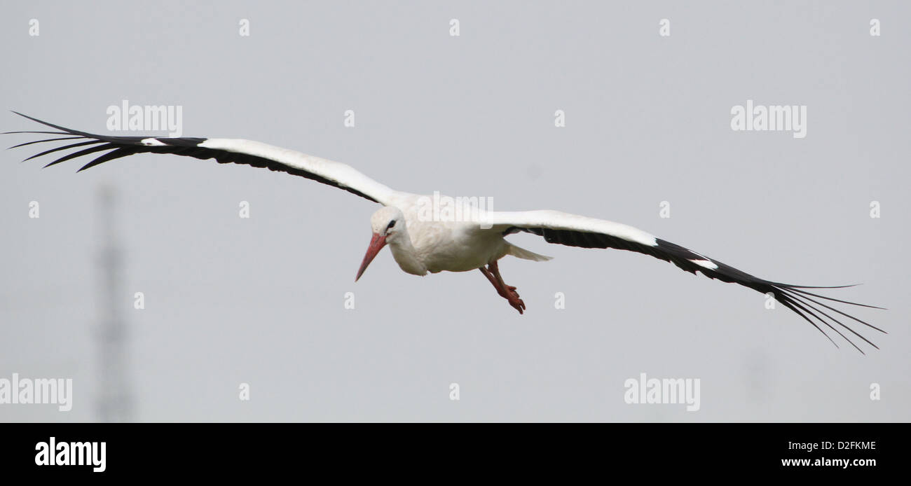 Grande Cigogne Blanche (Ciconia ciconia) en vol dans un niveau de détail impressionnant Banque D'Images