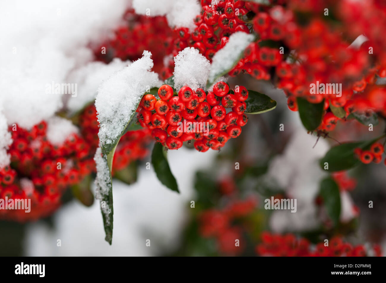 Gros plan de baies rouges de Cotoneaster recouvertes de neige, Angleterre, Royaume-Uni Banque D'Images