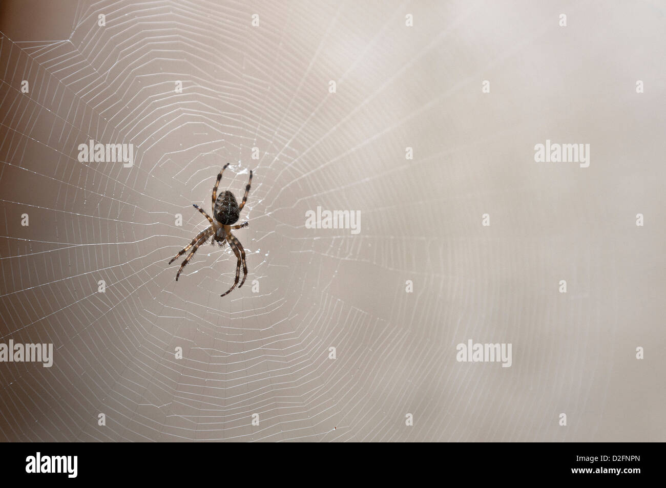 Jardin commun araignée sur sa toile d'araignée, UK Banque D'Images