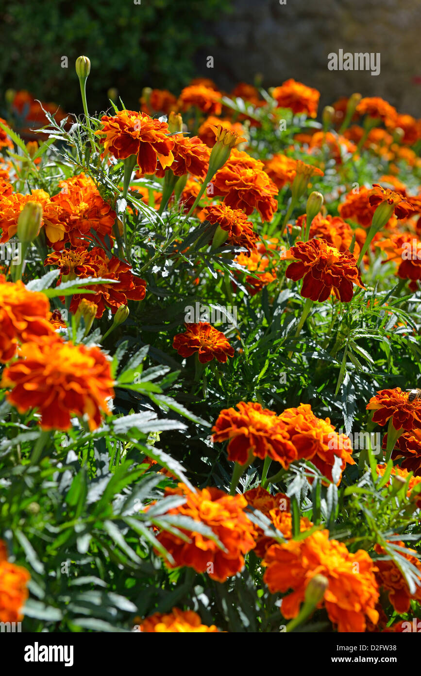Oeillet Orange fleurs dans jardin en été Banque D'Images