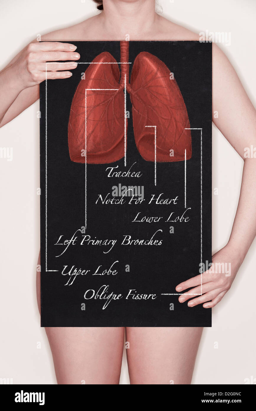 Femme tenant un tableau noir avec un diagramme intitulé / illustration du corps humain et les poumons appelée craie Banque D'Images