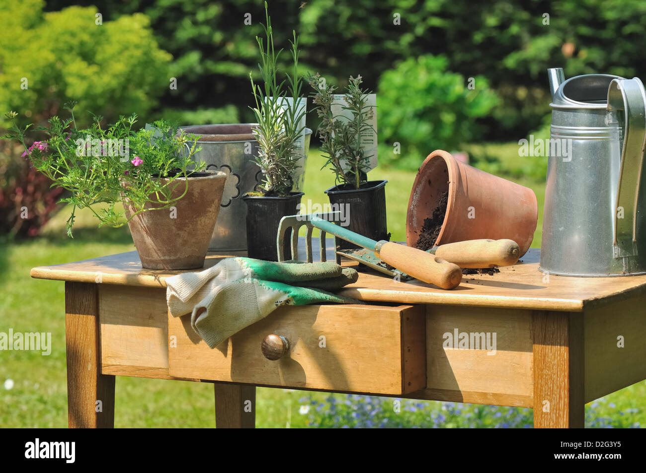 Outils de jardinage et des plantes disposées sur une table en bois dans le jardin Banque D'Images