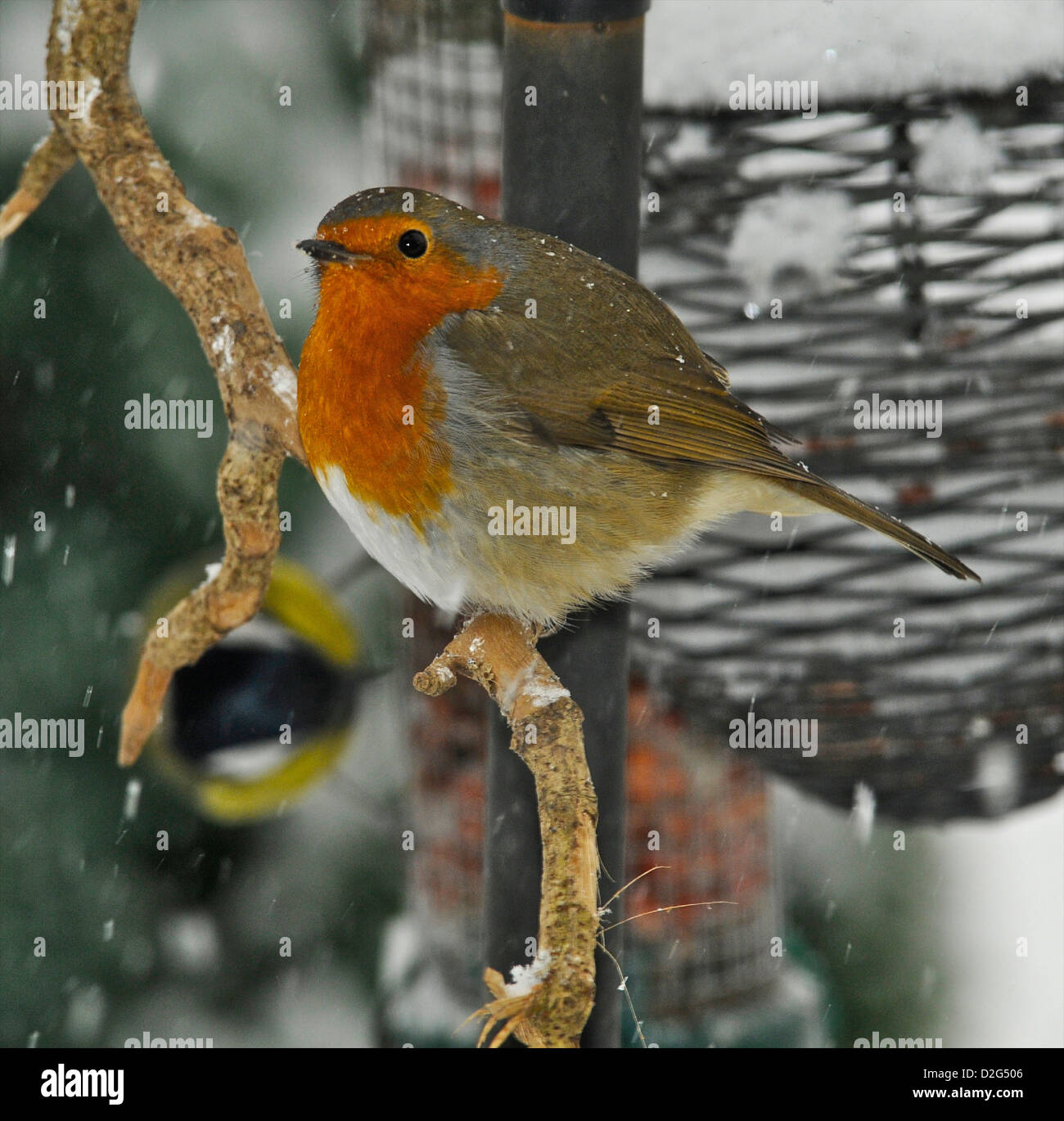 L'Robin (Erithacus rubecula aux abords) - La carte de Noël Robin dans la neige Banque D'Images