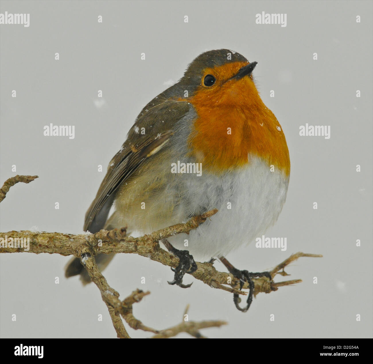 L'Robin (Erithacus rubecula aux abords) - La carte de Noël Robin dans la neige Banque D'Images