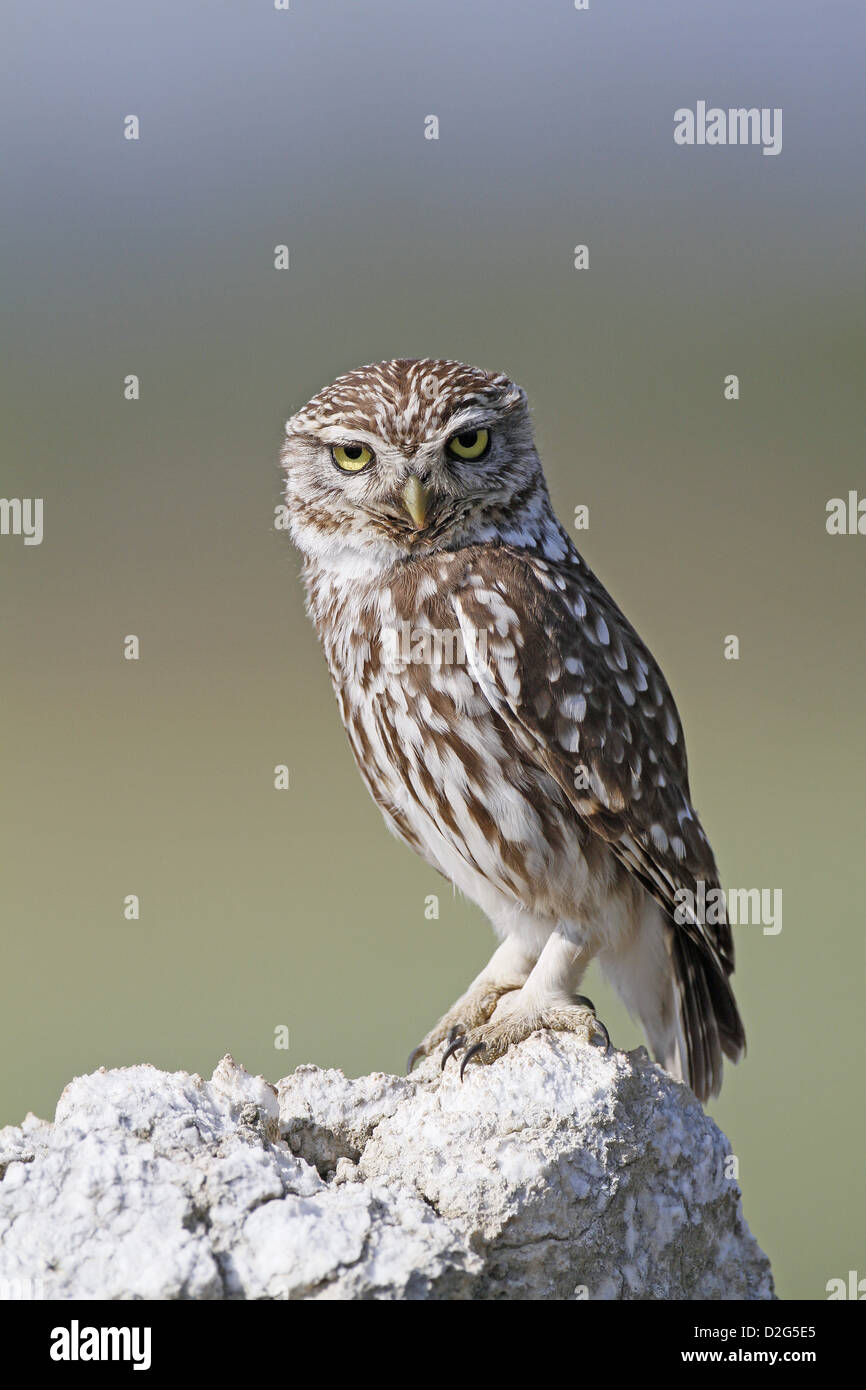 Chouette chevêche, Athene noctua Banque D'Images