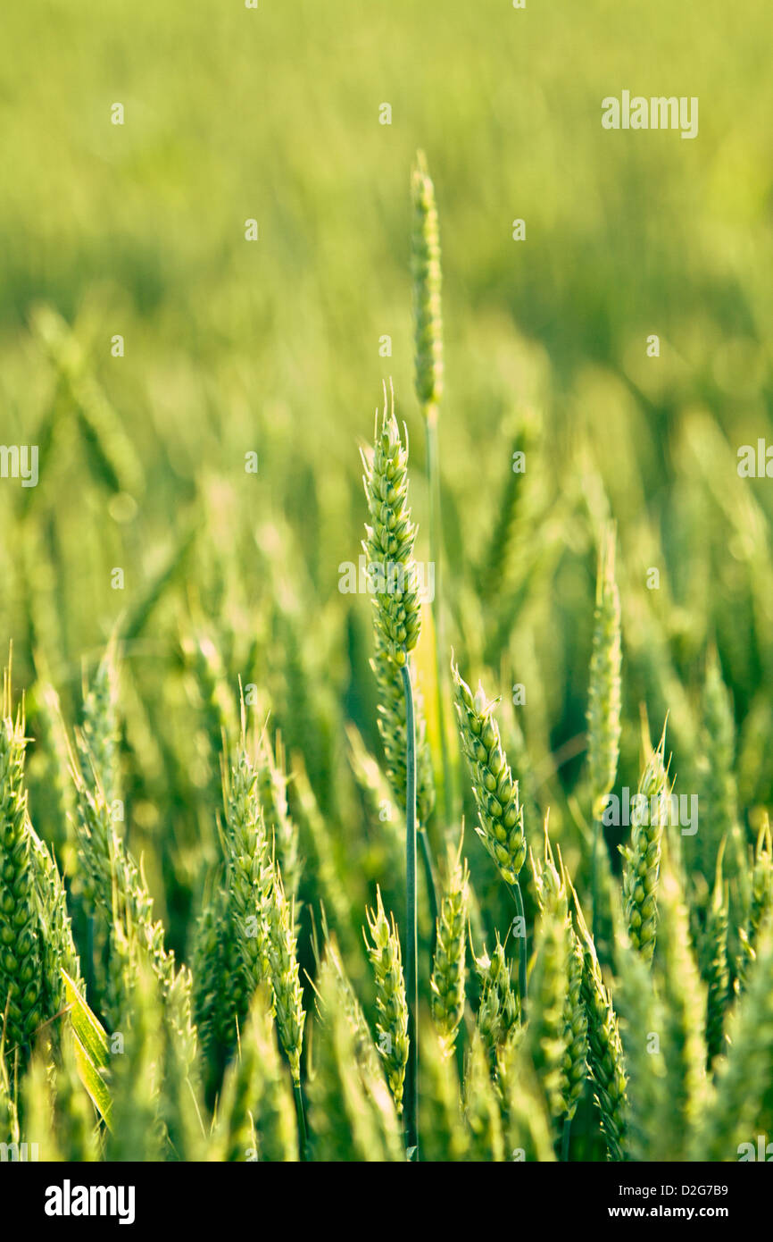 Blé (Triticum) Banque D'Images