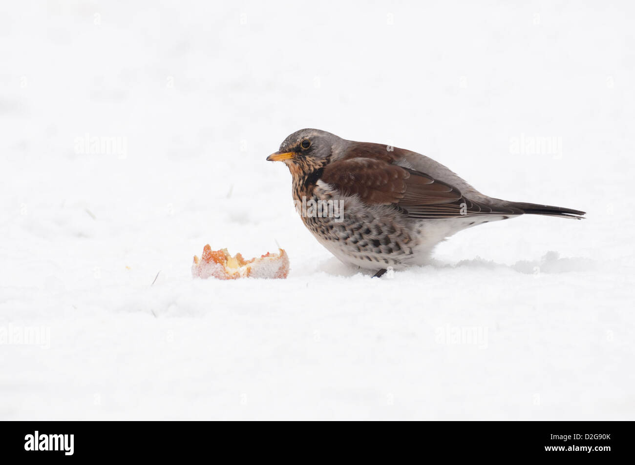 Un f (Turdus Fieldfare) se nourrit d'Apple dans la neige tombée dans le Sussex garden Banque D'Images