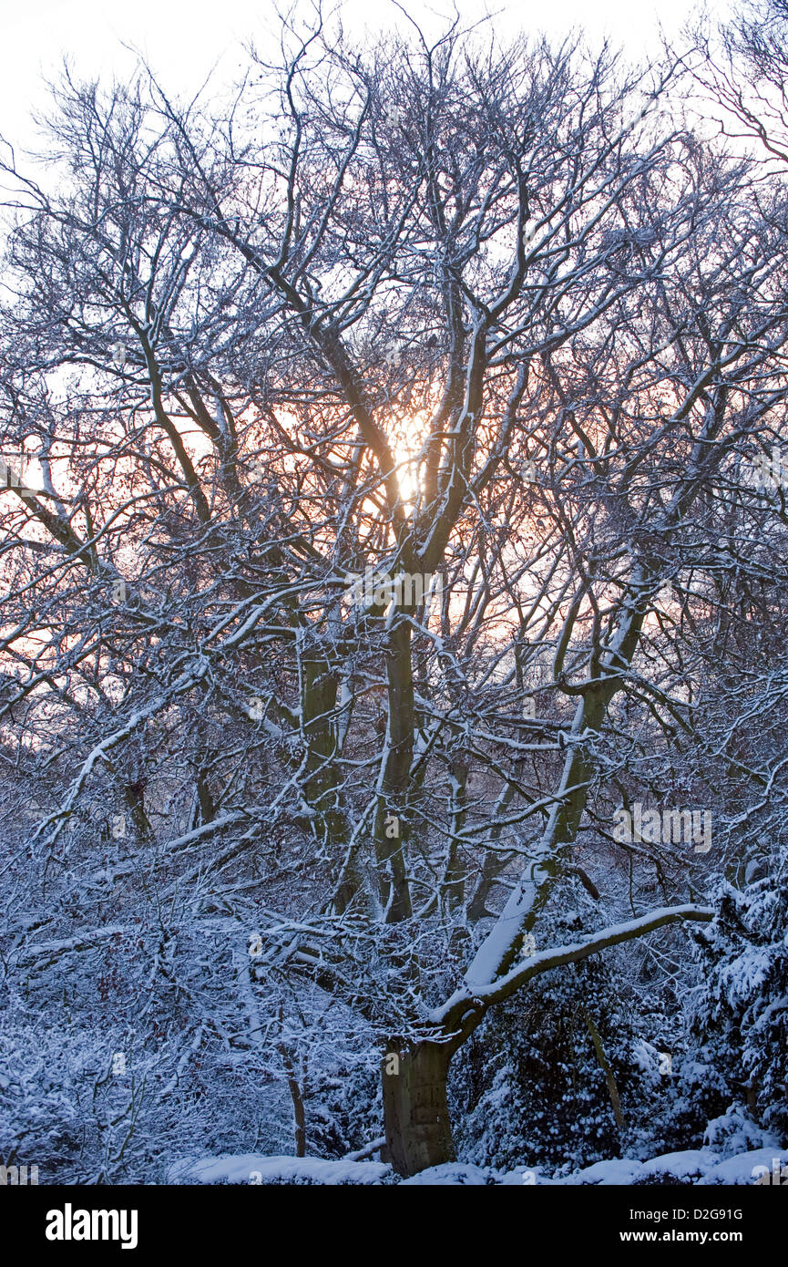 La neige recouvre les branches d'arbres avec le soleil du matin dans l'arrière-plan. Banque D'Images