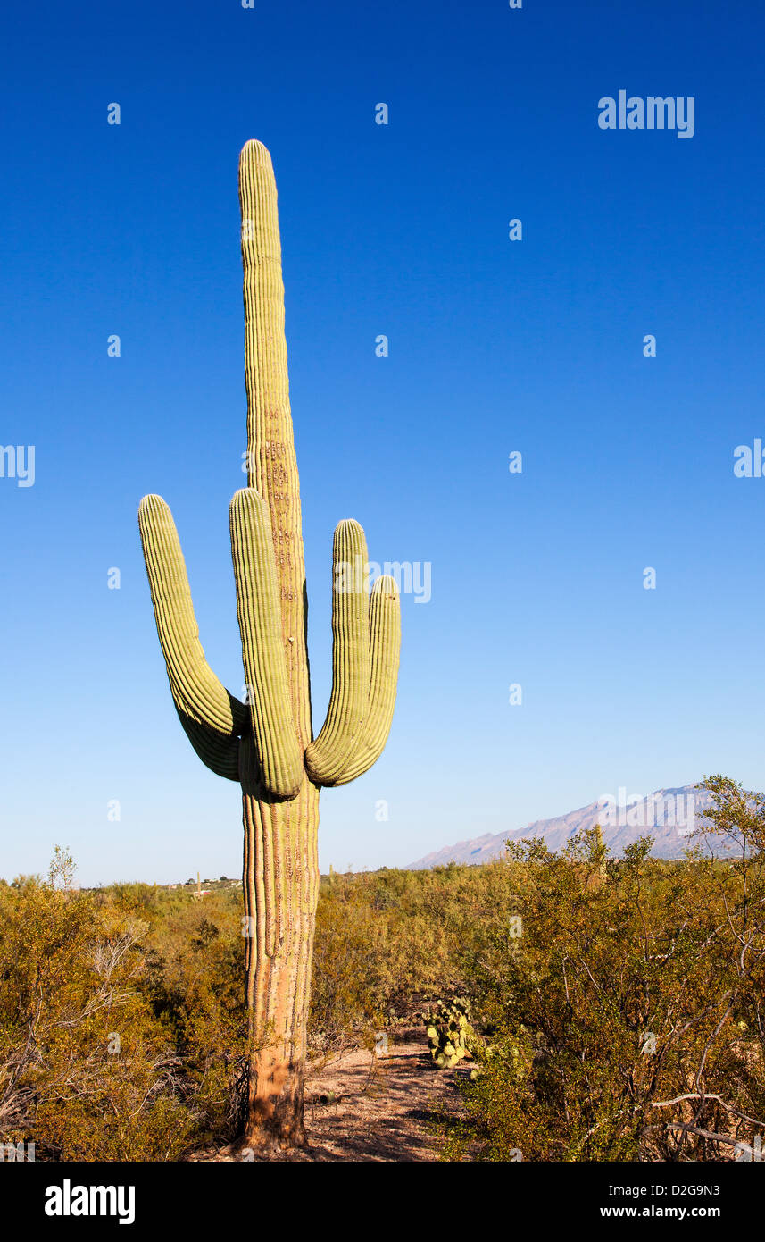 Cactus géant saguaro dans N.P. , Arizona, USA Banque D'Images