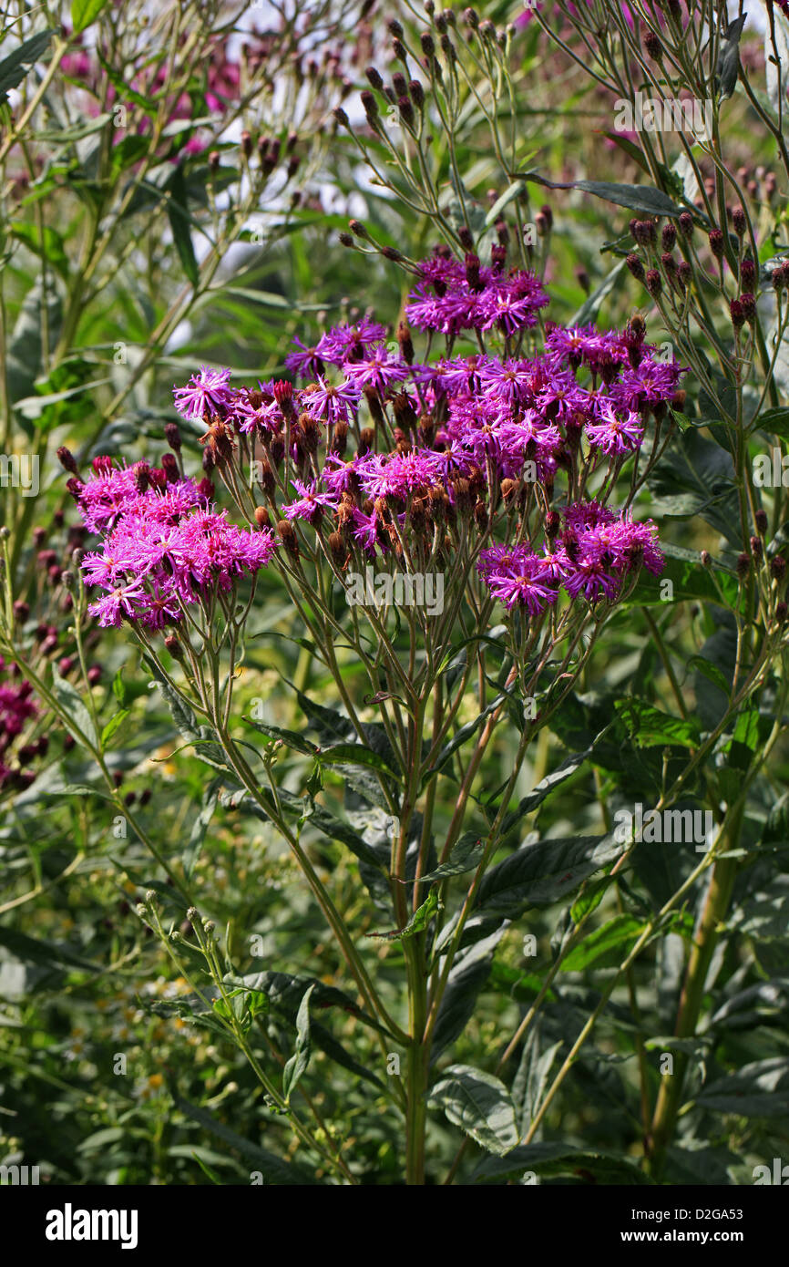 Ironweed commun, Prairie Ironweed, lisse Ironweed, Vernonia fasciculata, de la famille des Astéracées. Prairie States, USA, Amérique Centrale Banque D'Images