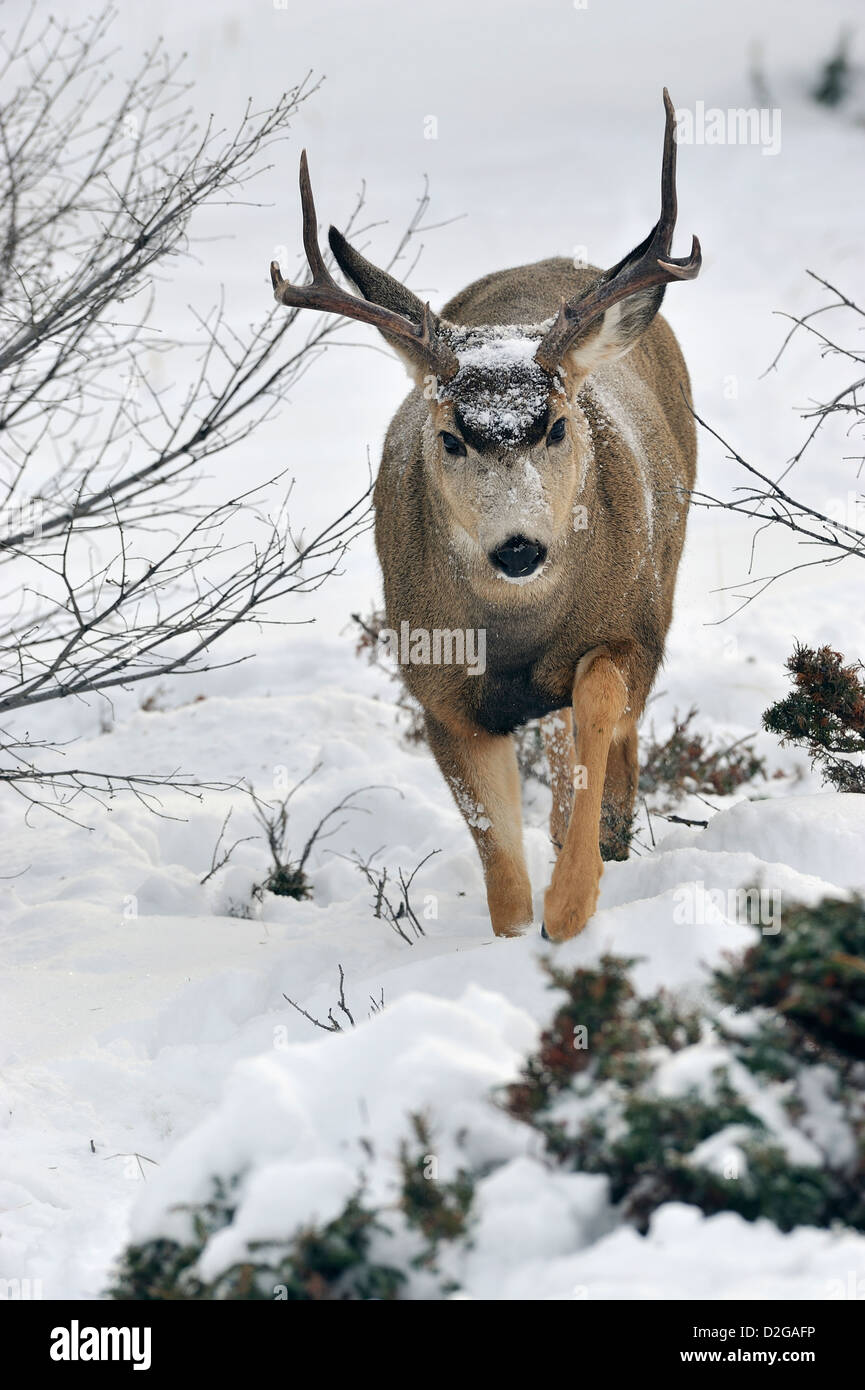 Une mule deer buck marcher en avant dans la neige épaisse dans le parc national Jasper, Alberta, Canada. Banque D'Images