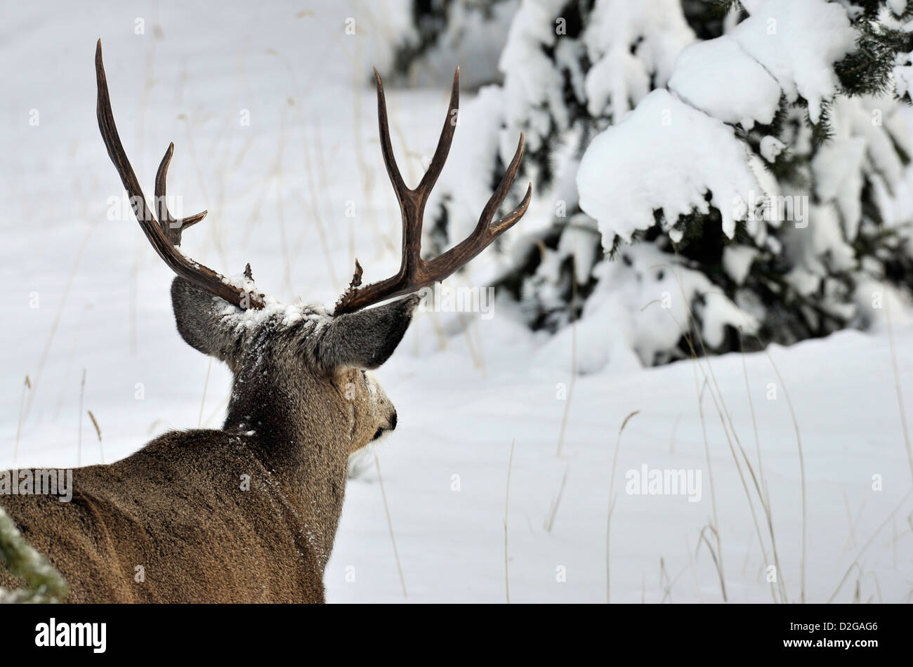 Une mule deer buck à la recherche de la neige couverts d'arbres. Banque D'Images
