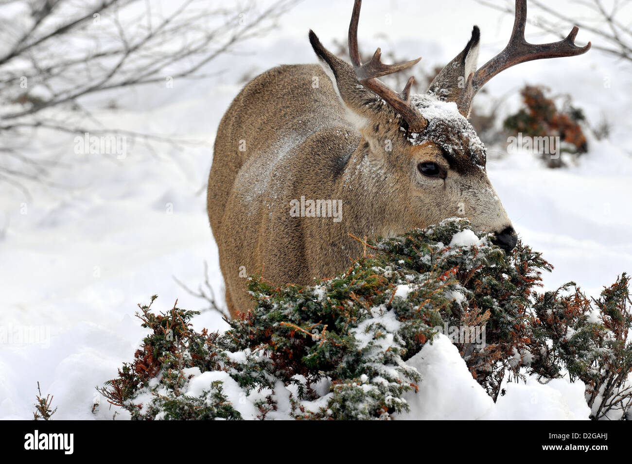 Une mule deer buck l'alimentation. Banque D'Images