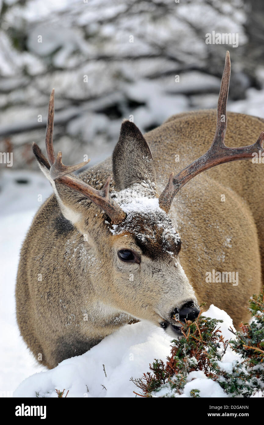 Une mule deer buck l'alimentation. Banque D'Images