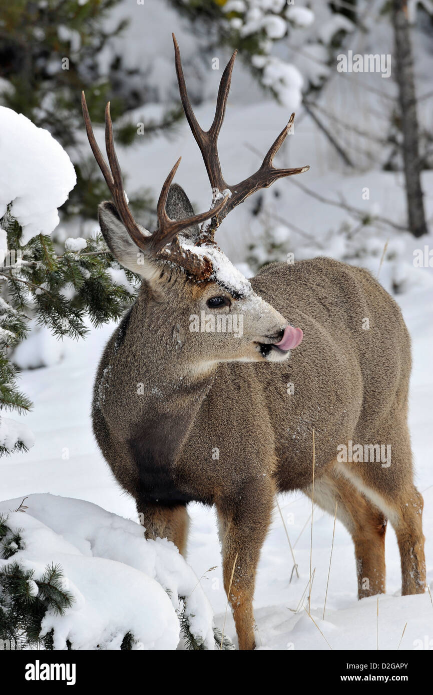 Une mule deer buck debout dans la neige de l'hiver profond Banque D'Images