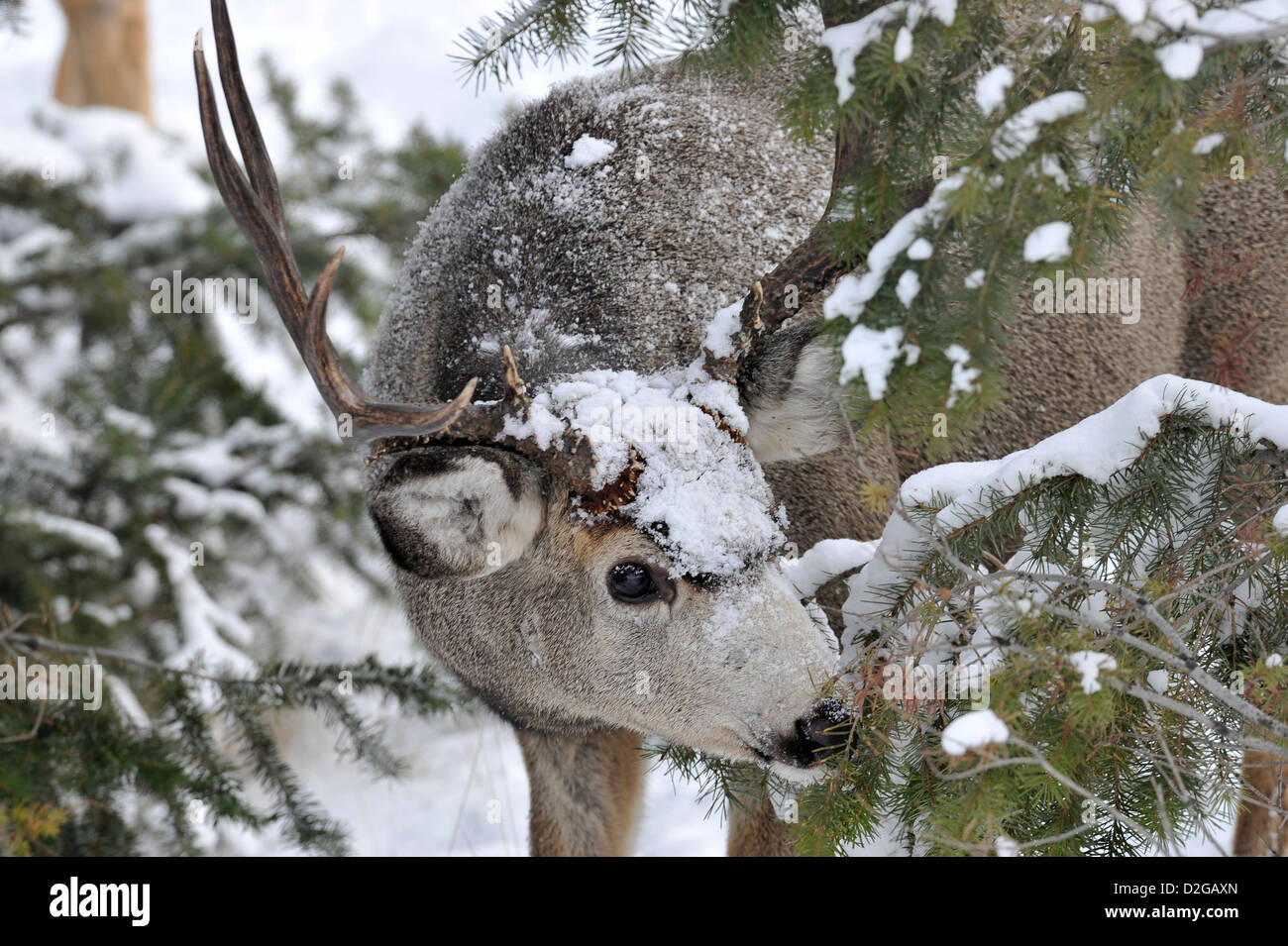 Une mule deer buck peeking autour de quelques branches de sapins Banque D'Images