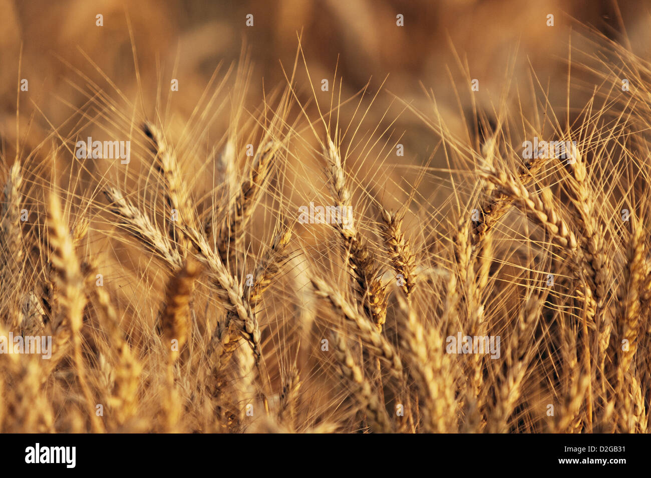 L'orge (Hordeum vulgare) Banque D'Images