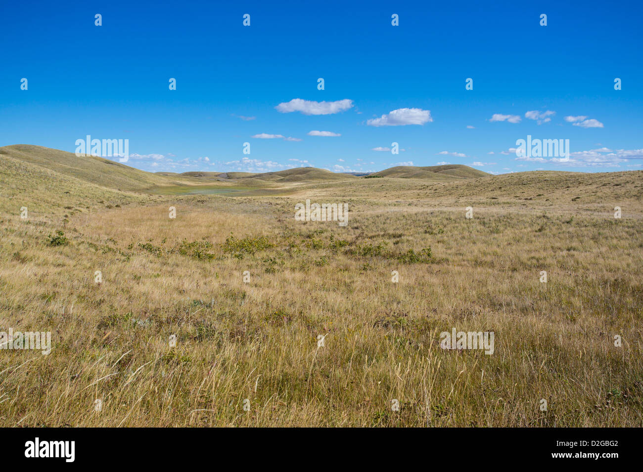 Dans la prairie Buffalo Paddock section de Waterton Lakes National Park en Alberta Canada Banque D'Images