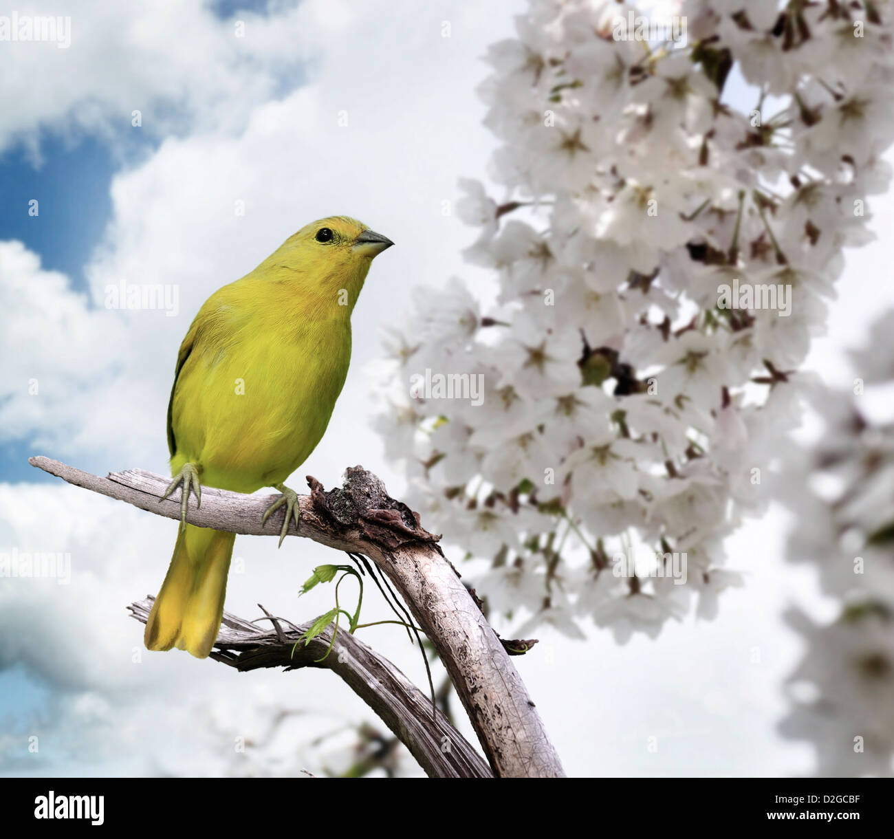 Yellow Bird se percher sur une branche Banque D'Images