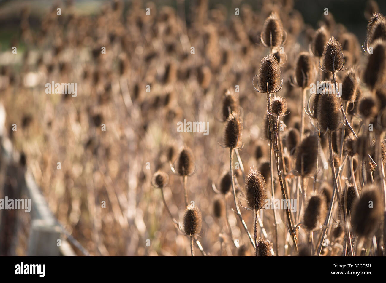 Têtes de graine de cardère, Dipsacus fullonum, à la fin de l'automne, Banque D'Images