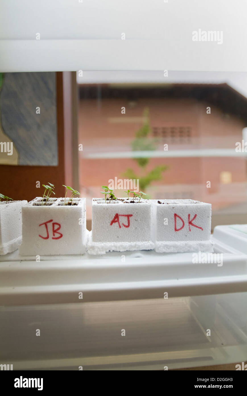 Expérience scientifique en utilisant le Wisconsin fast plant seeds. Banque D'Images