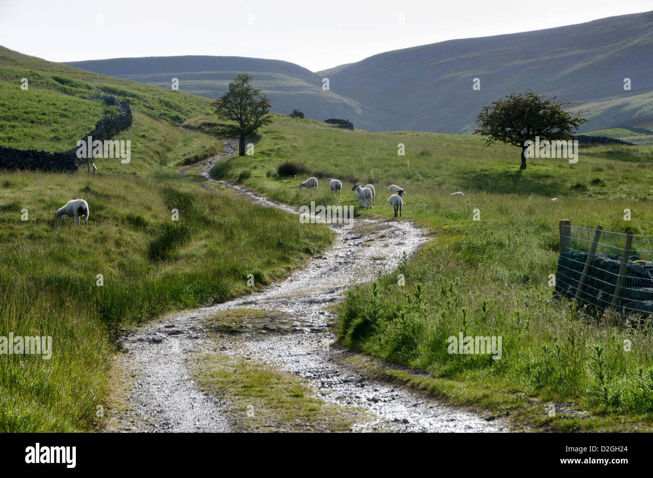 Passage à niveau de ferme landes, Pennines, Dufton, près de Appleby-in-Westmorland, Cumbria, Angleterre, Grande-Bretagne Banque D'Images