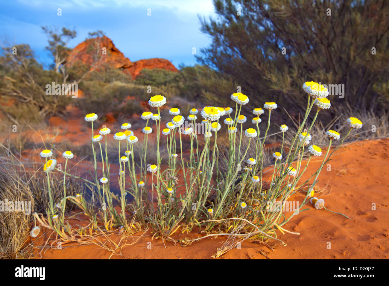 Fleurs sauvages straw Xerochrysum bracteatum éternelle golden Rainbow Valley Centre de l'Australie Territoire du Nord australien land Banque D'Images