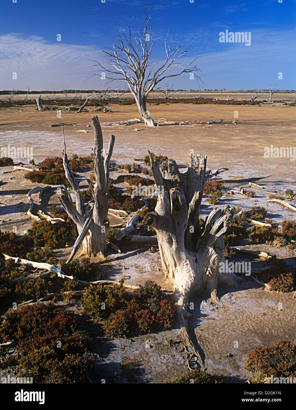 Touchés par la hausse de la salinité des terres agricoles près de Tumby Bay, péninsule d'Eyre, en Australie du Sud Banque D'Images