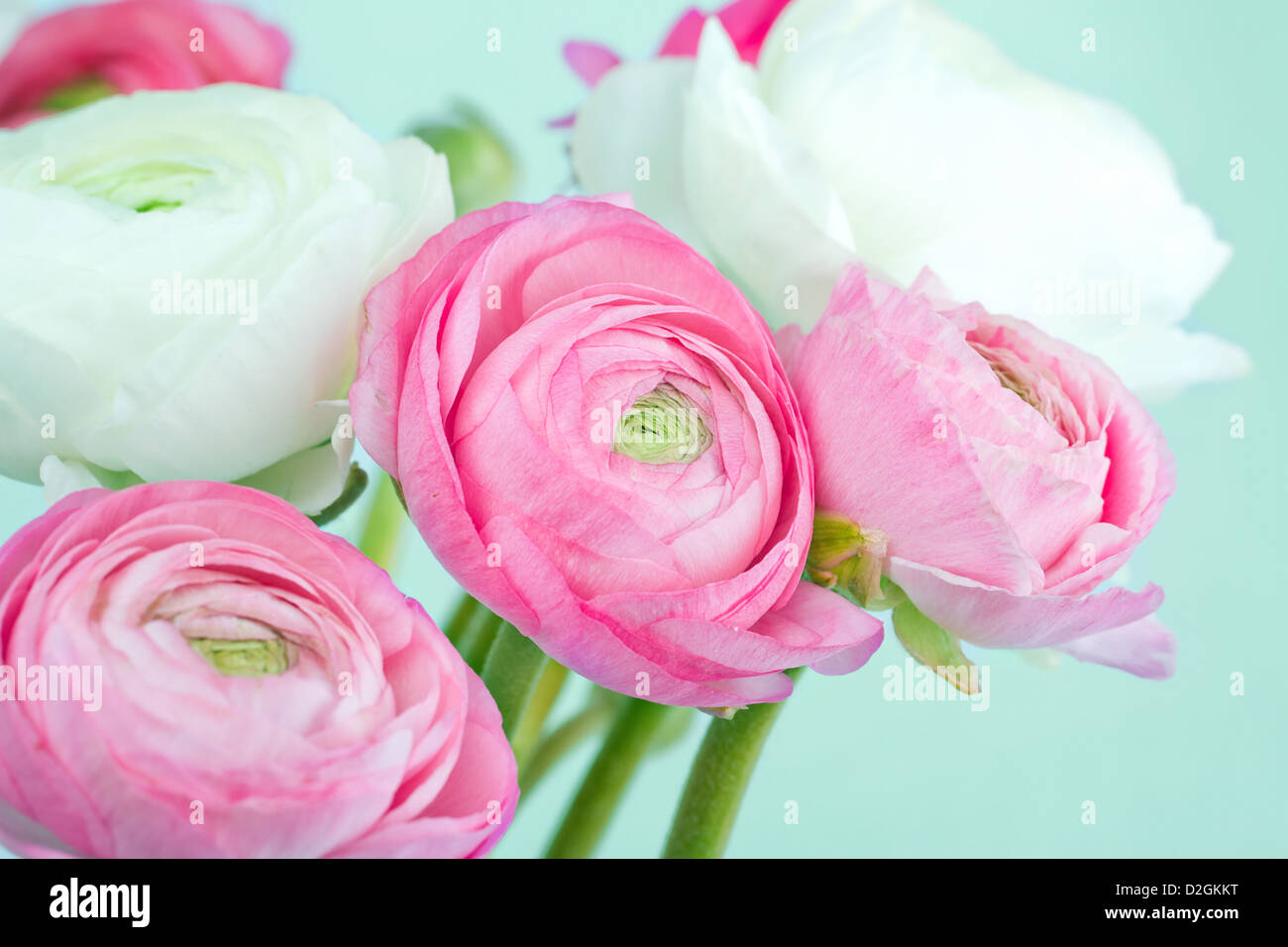Bouquet de renoncules roses et blanches sur fond bleu clair Photo Stock -  Alamy