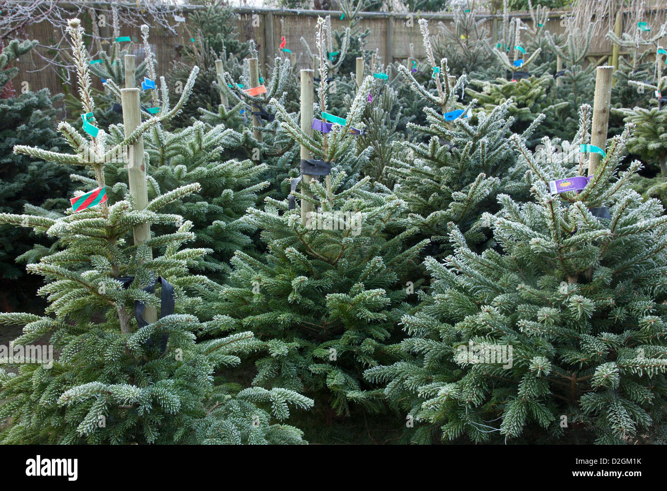 Du givre sur les arbres de Noël de conifères en attente de vente au garden centre Banque D'Images