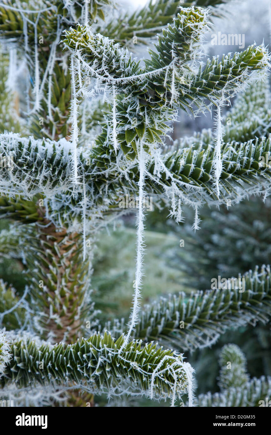 Close-up of frost et araignées sur l'arbre de Noël de conifères Banque D'Images