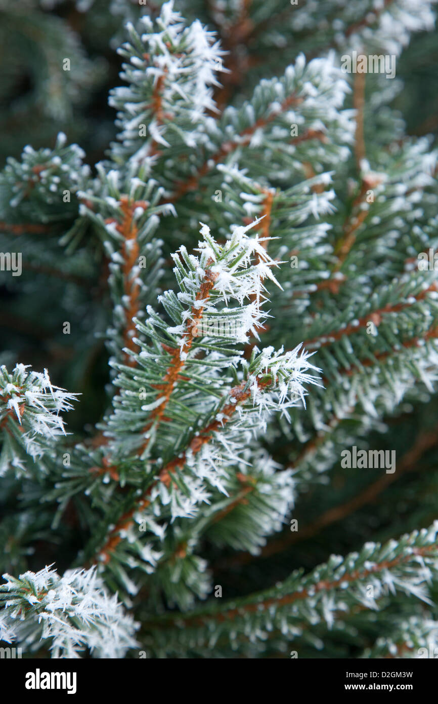 Close-up du gel sur les arbres de Noël de conifères Banque D'Images
