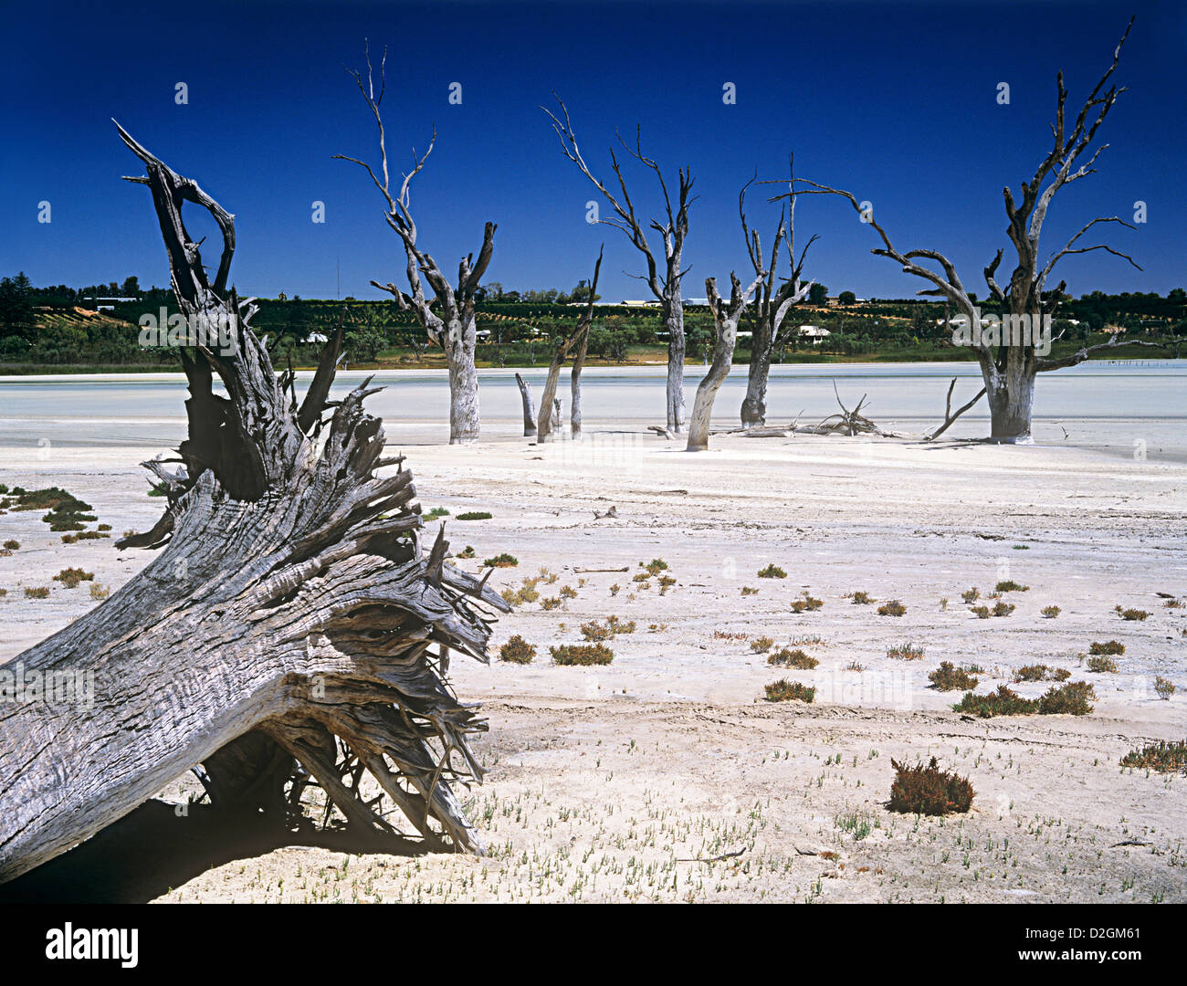 Gomme rouge arbres tués par la hausse de la salinité dans les terres agricoles irriguées Murray Riverland district, Australie du Sud Banque D'Images