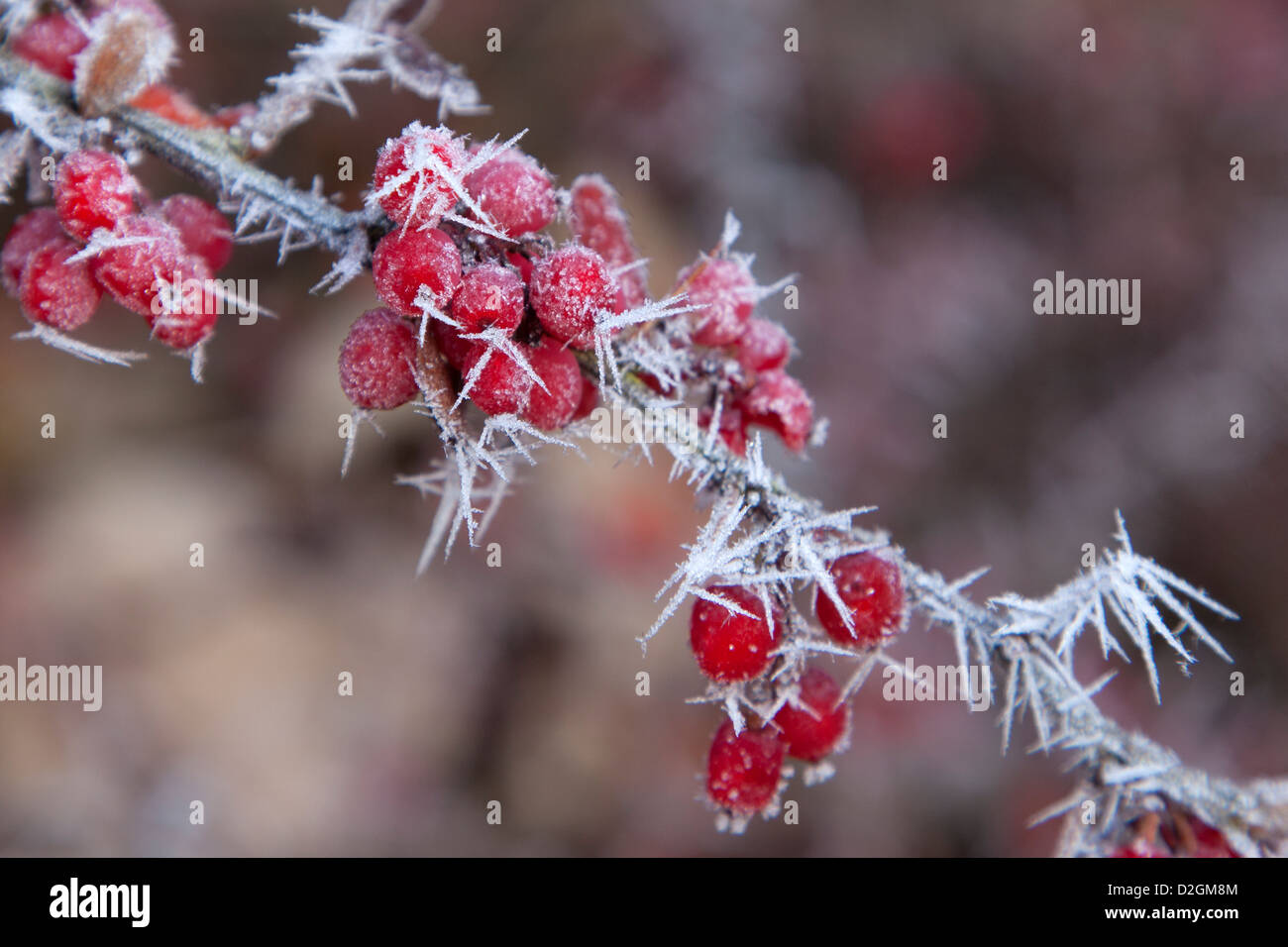 Close-up of Wild hawthorn arbrisseau couvert de givre et baies rouges Banque D'Images