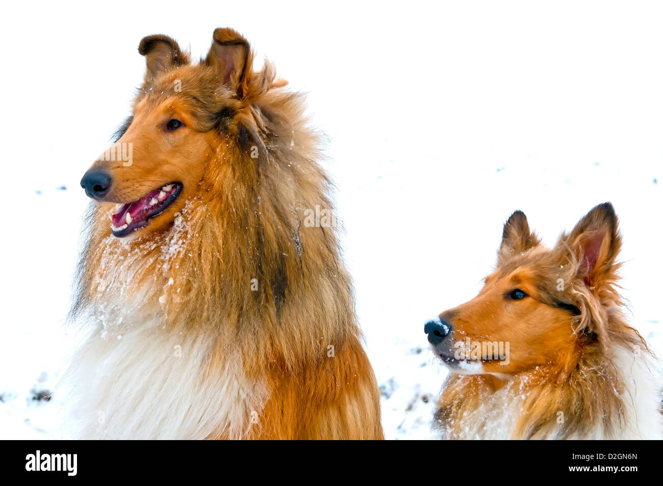 Collie chiens dans la neige, un homme et une femme chien de race vrai Américain Banque D'Images