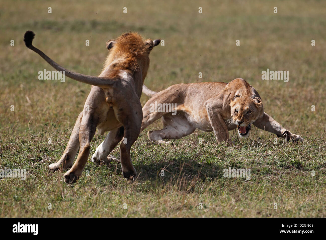La lutte contre les lions, agression, portrait. Au Kenya. Banque D'Images