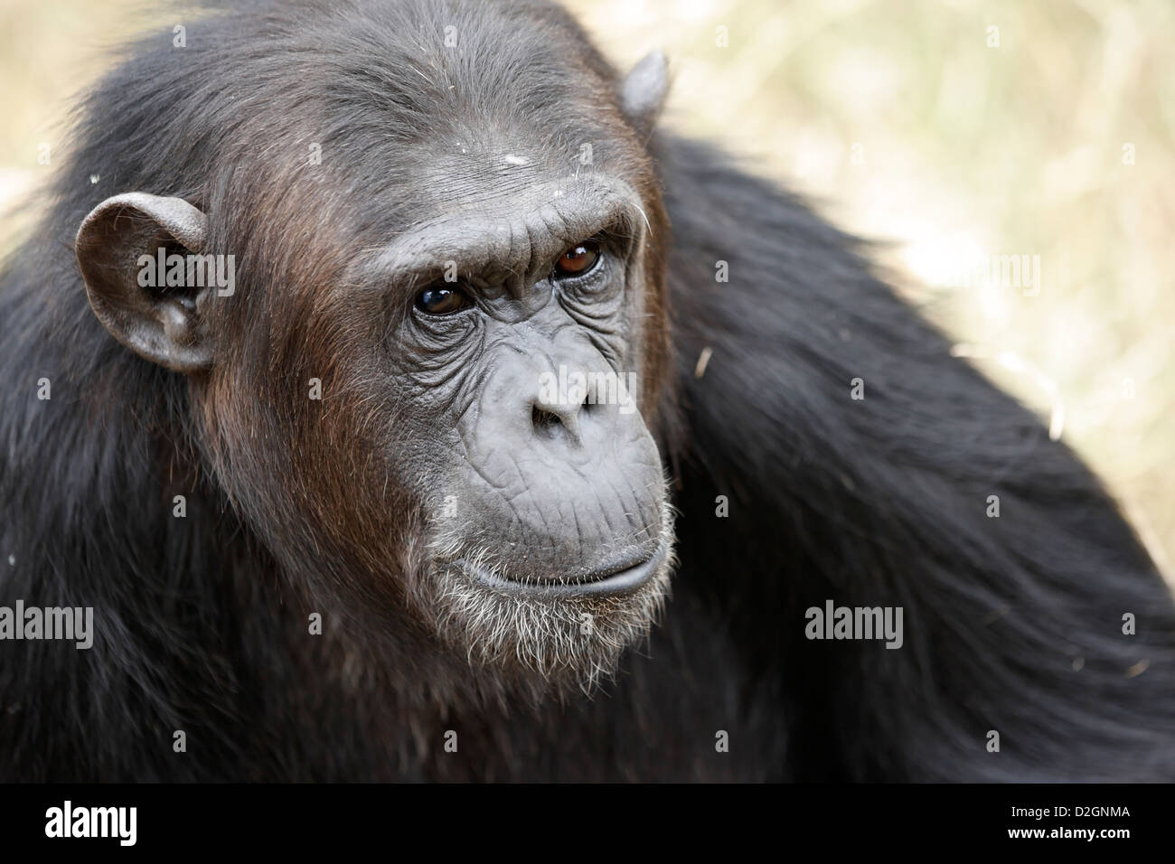 Le portrait d'un chimpanzé, Pan troglodytes à Sweetwaters chimpanzee sanctuary, Kenya Banque D'Images