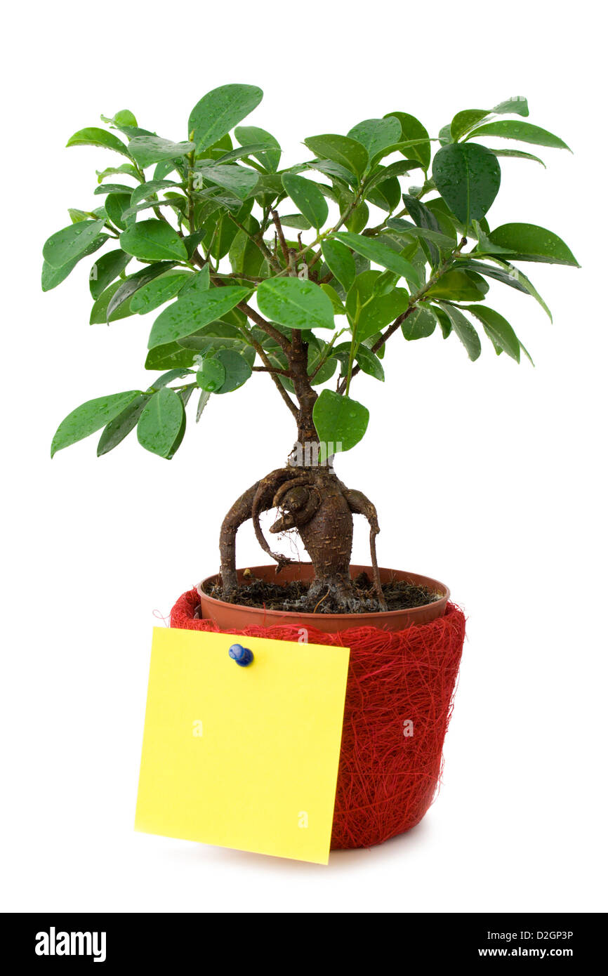 Ficus en pot avec un papier blanc isolated on white Banque D'Images