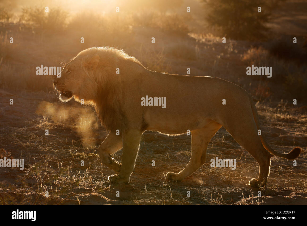 Mâle dominant lion Kalahari, Loewe lion Panthera leo, Afrique du Sud, Botsuana, Kgalagadi Transfrontier Park, dans la rivière, Banque D'Images