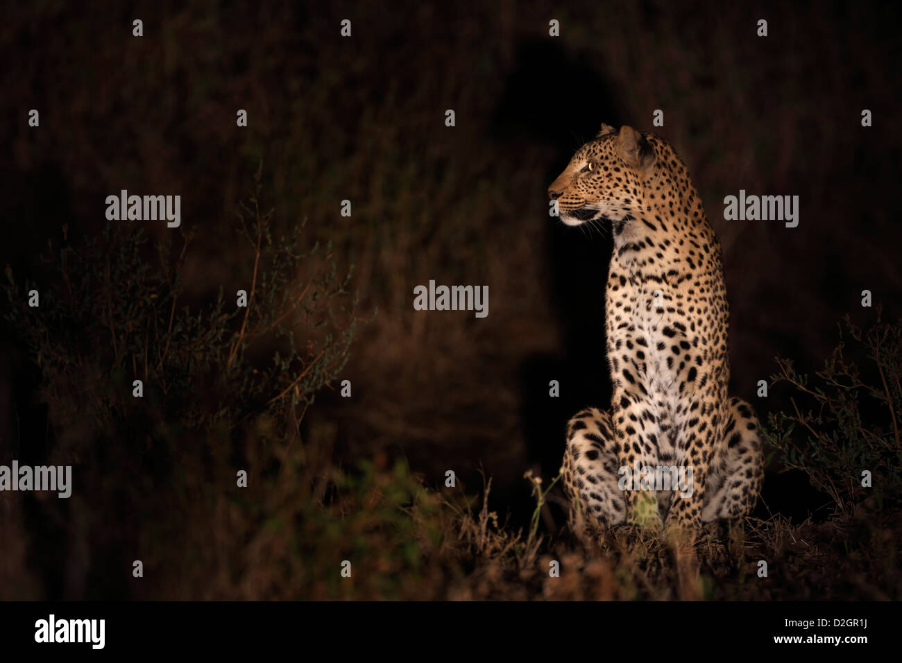 Leopard de nuit, night-shot, assis, retraite aux flambeaux Banque D'Images