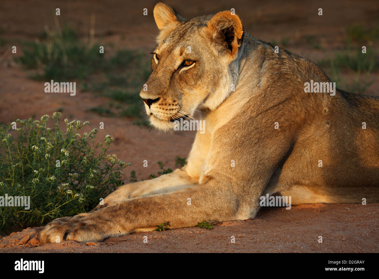 Femme lion Kalahari, Loewe lion Panthera leo, Afrique du Sud, Botsuana, Kgalagadi Transfrontier Park Banque D'Images