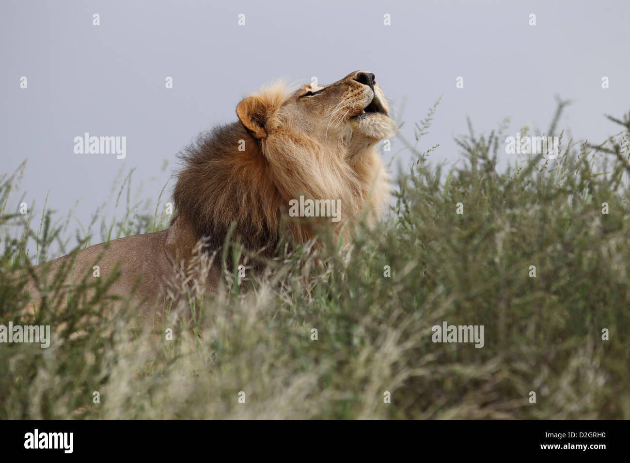Mâle dominant lion Kalahari, Loewe lion Panthera leo, Afrique du Sud, Botsuana, Kgalagadi Transfrontier Park, rugissant Banque D'Images