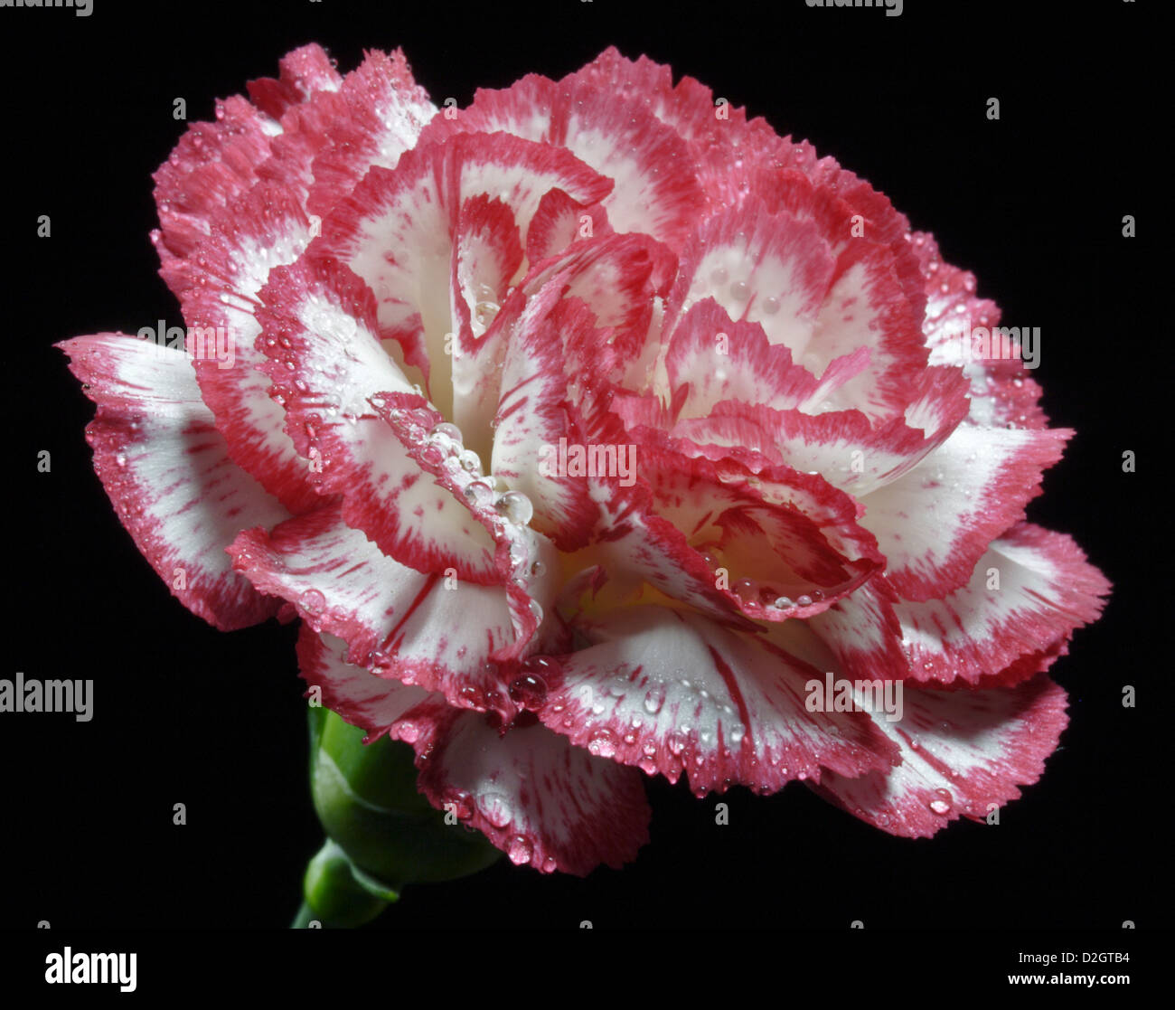Oeillet blanc et rose Banque D'Images
