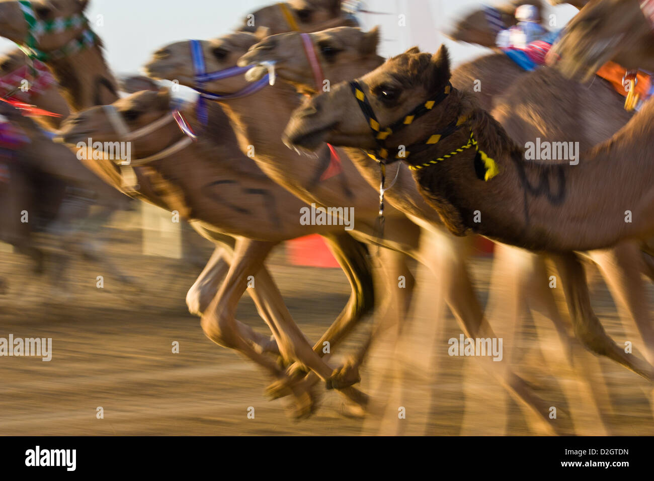 Les courses de chameaux aux Emirats Arabes Unis Banque D'Images