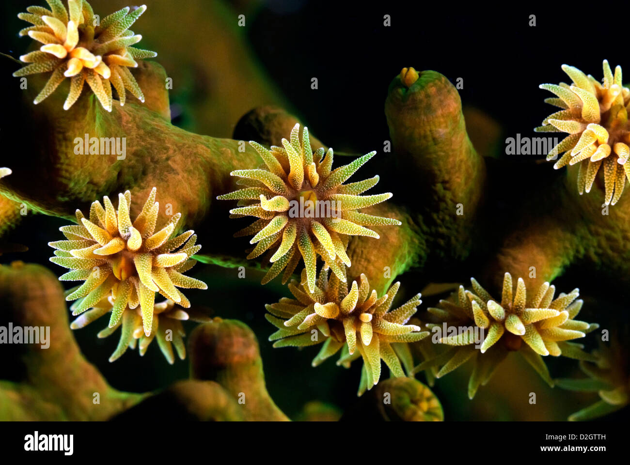 Coral Sun Polyp Tubastraea micrantha, Loloata, Port Moresby, le Centre de la Provence, la Papouasie-Nouvelle-Guinée, Mer de Corail, l'Océan Pacifique Banque D'Images