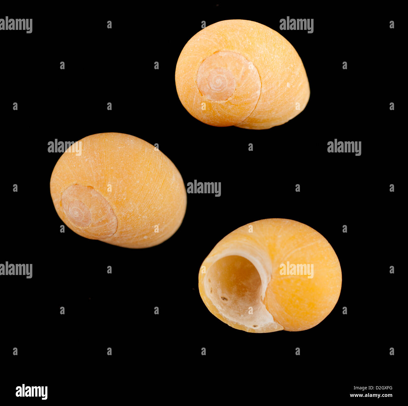 Jaune Orange winkle coquillages Banque D'Images