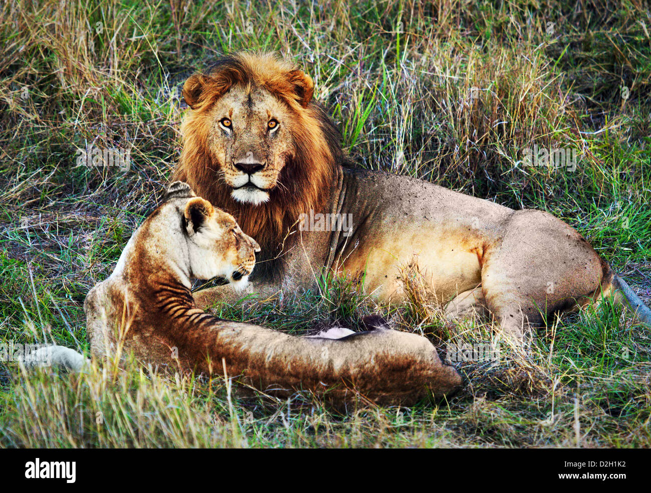 Lion mâle et femelle lion - un couple, sur la savane. Safari dans le Serengeti, Tanzanie, Afrique du Sud Banque D'Images Lion mâle et femelle lion - un couple, sur la savane. Safari dans le Serengeti, Tanzanie, Afrique du Sud Banque D'Images