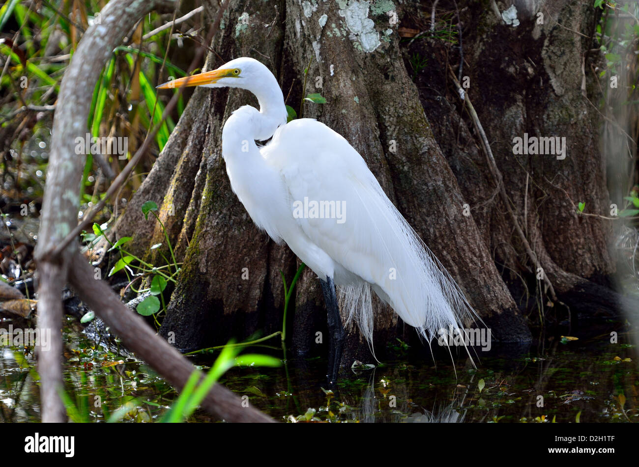 Une grande aigrette dans les marais du parc national des Everglades, en Floride, aux États-Unis. Banque D'Images