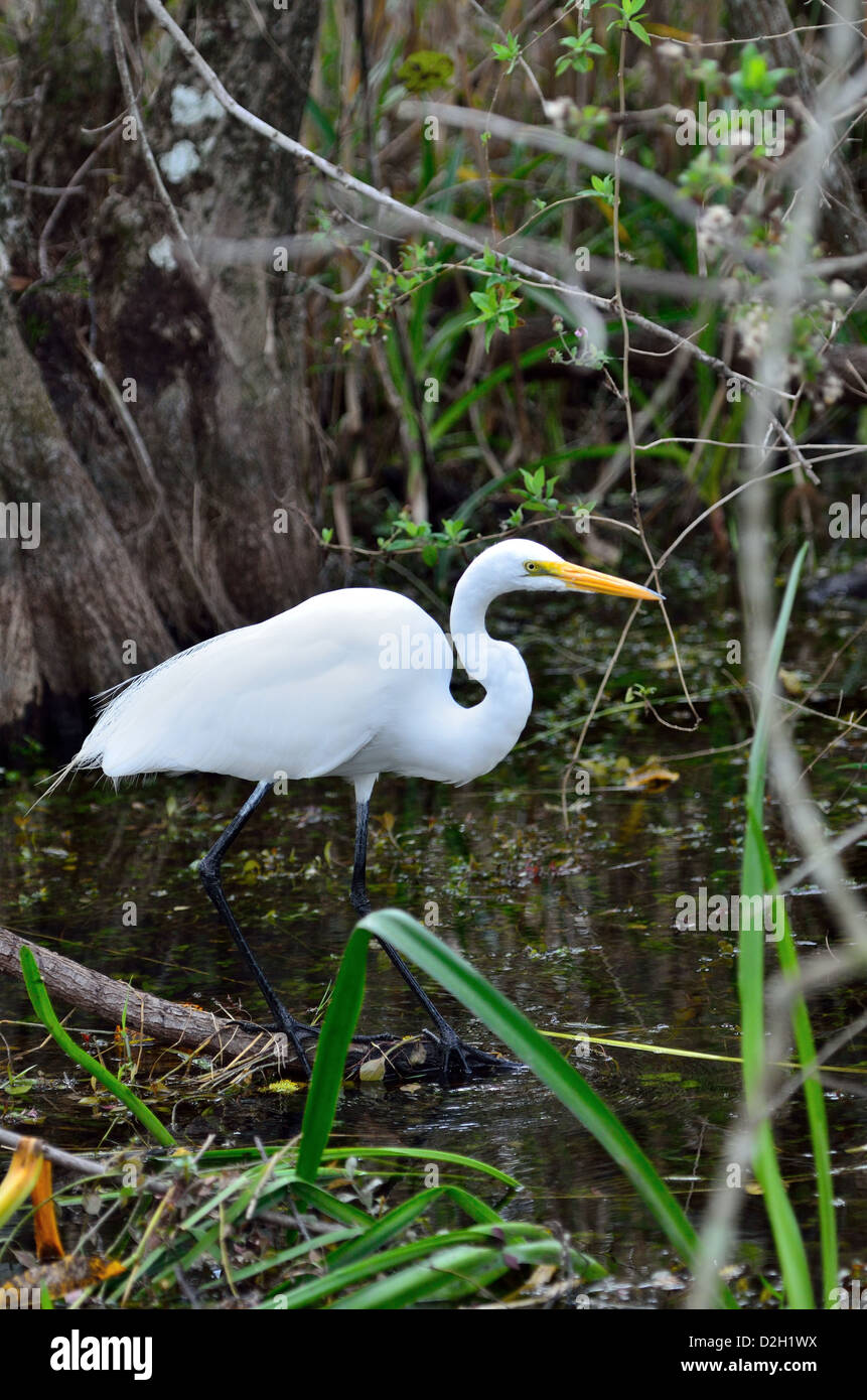 Une grande aigrette dans les marais du parc national des Everglades, en Floride, aux États-Unis. Banque D'Images