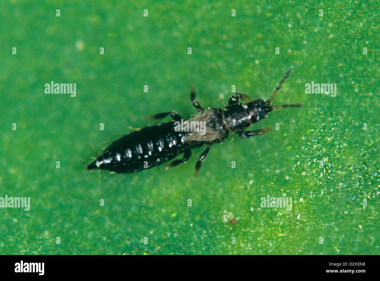 Un champ, les thrips thrips angusticeps, nymphe sur une feuille Banque D'Images